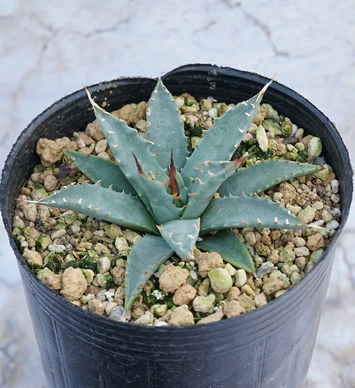 楽天市場】アガベ・ユタエンシス「ネバデンシス」 3号ロングポット