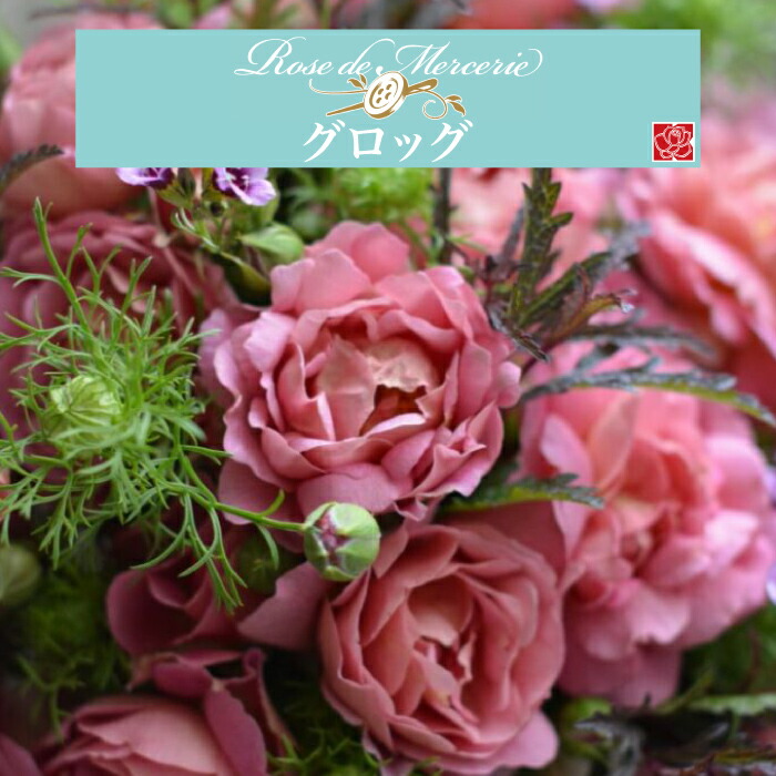 楽天市場】【2026年 早期予約】送料無料【グロッグ 新苗4号鉢】鉢植え