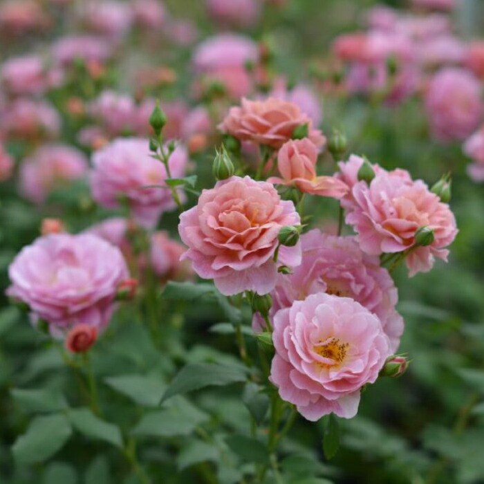 楽天市場】【2026年 早期予約】送料無料【グロッグ 新苗4号鉢】鉢植え