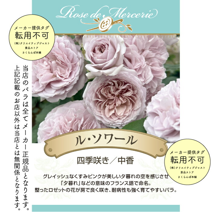 楽天市場】送料無料【ル・ソワール 6号鉢大苗予約】鉢植え バラ 薔薇