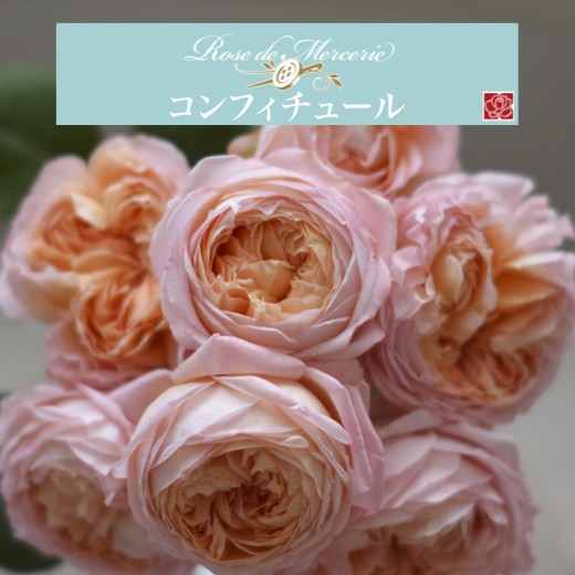 楽天市場】【2026年 早期予約】送料無料【コンフィチュール 新苗4号鉢