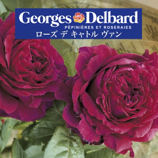 楽天市場】【2026年 早期予約】送料無料【ローズ デ キャトル ヴァン