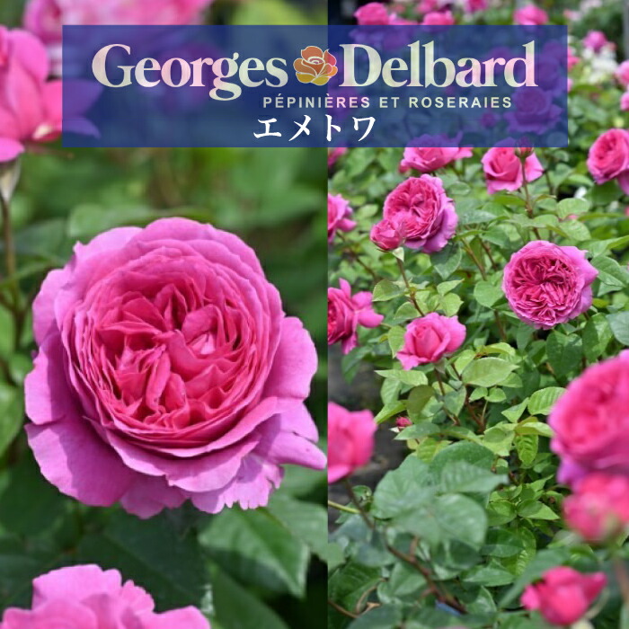 楽天市場】【2026年 早期予約】送料無料【エメトワ 新苗4号鉢】鉢植え