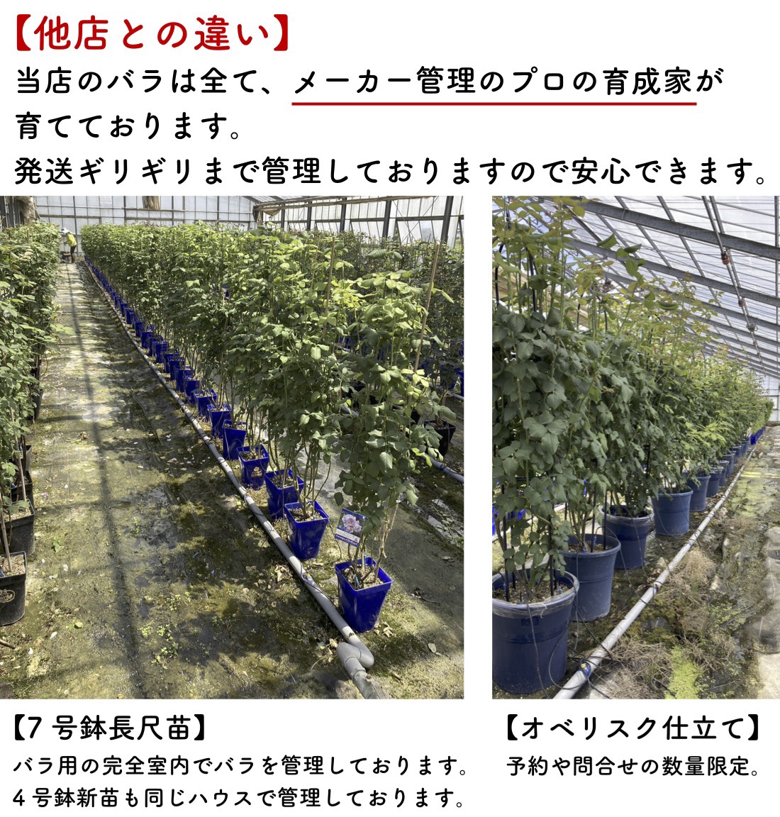 楽天市場】送料無料【ルクソール 6号鉢大苗予約】鉢植え バラ 薔薇