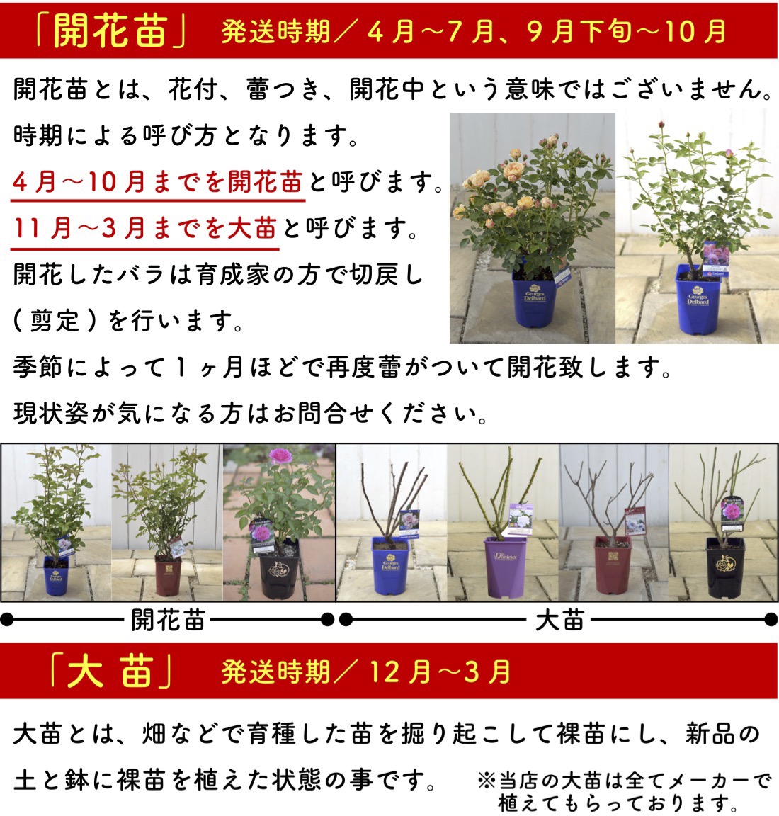 楽天市場】送料無料【タペストリー 6号鉢大苗予約】鉢植え バラ 薔薇