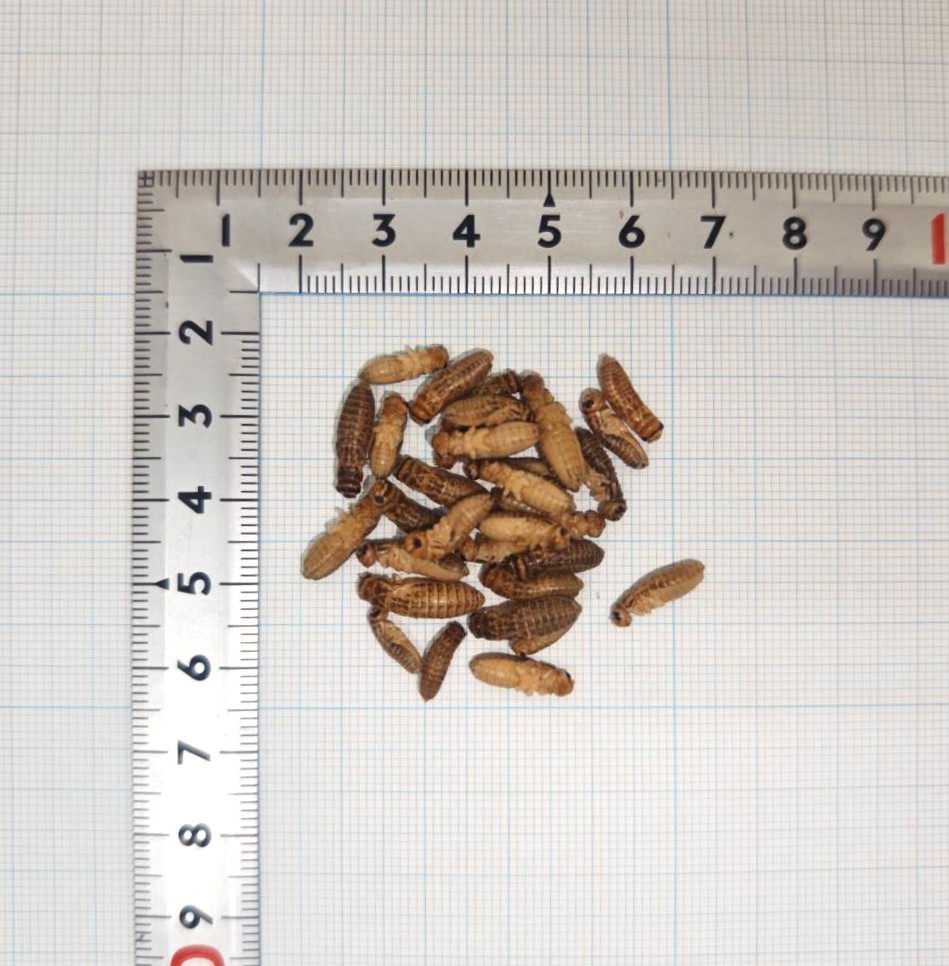 楽天市場】邑楽ファーム 冷凍イエコオロギ MSサイズ 爬虫類 両生類