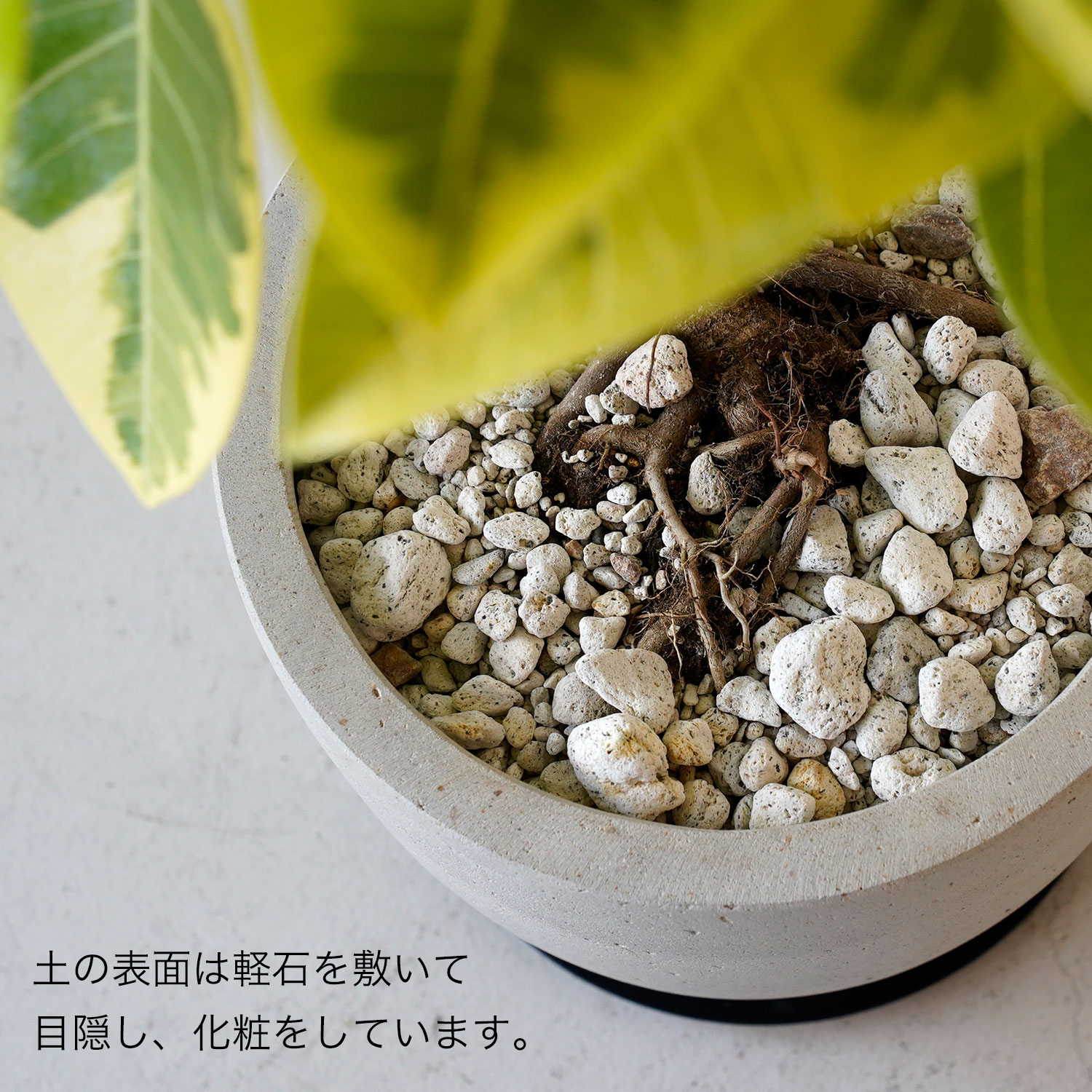 楽天市場】観葉植物 大型 おしゃれ 大きい 選べる フィカス アルテシマ