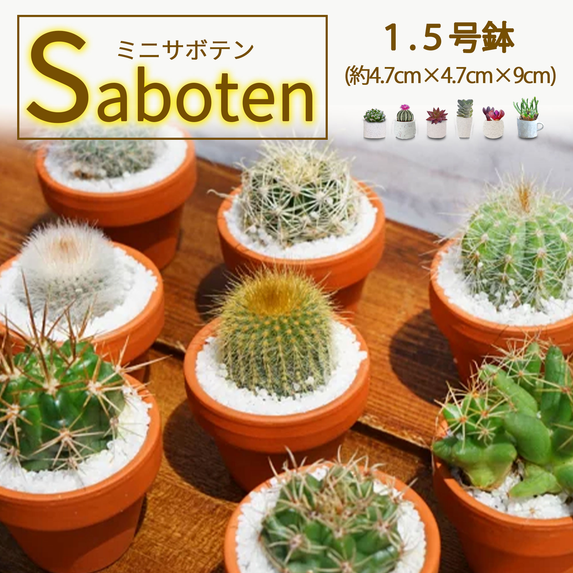 楽天市場】ちっちゃ可愛い サボテン 1.5号鉢 (約4.7cm×4.7cm×9cm