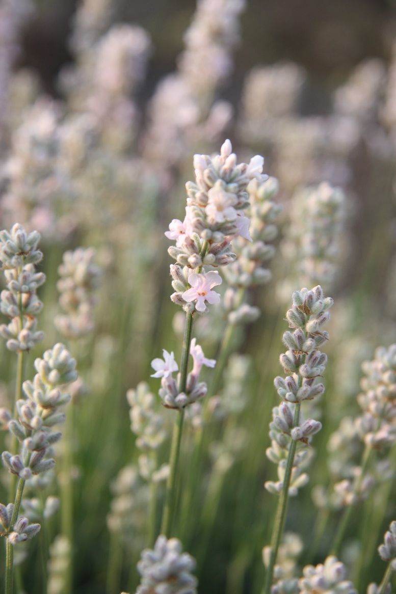 楽天市場】美郷雪華ルームフレグランス「ホワイトラベンダー」本体