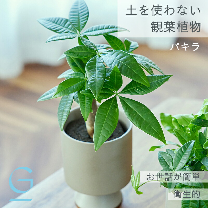 楽天市場】☆【現品・現物】斑入りパキラ パキラ ムーンライト 8号鉢