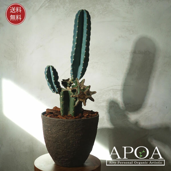 楽天市場】痛くないサボテン 柱サボテン 鬼面角 鉢植え : APOA