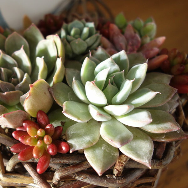 楽天市場】多肉植物 バスケット かわいい寄せ植え 人気 : APOA