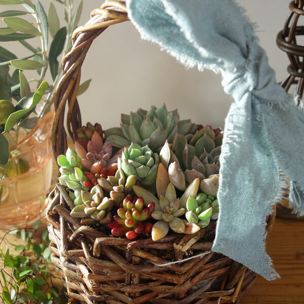 楽天市場】多肉植物 バスケット かわいい寄せ植え 人気 : APOA