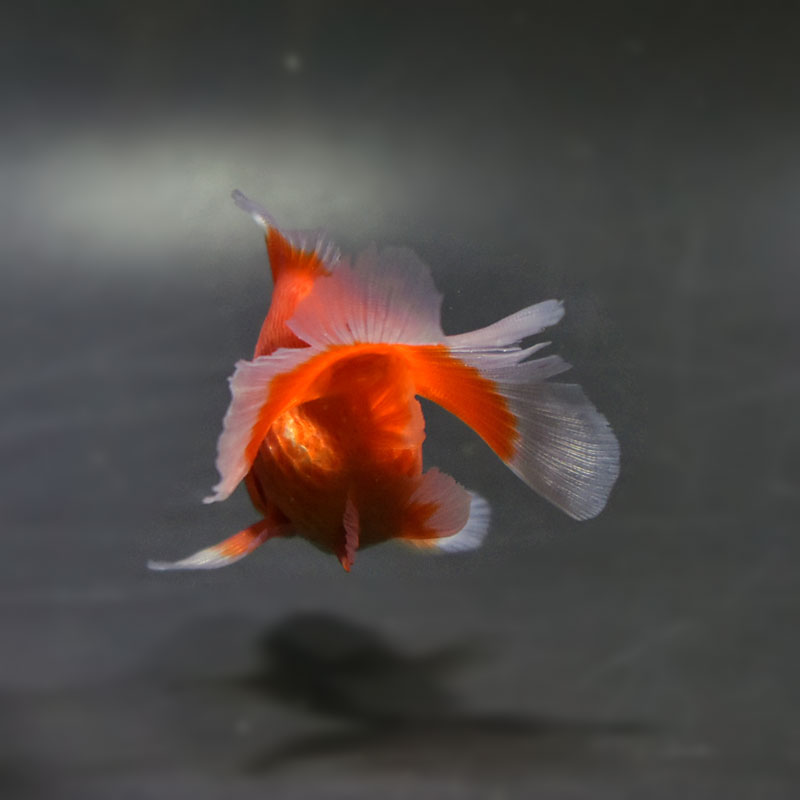 楽天市場】【金魚王子】土佐金(土佐錦魚) 7±1cm前後 (個体番号：cde335