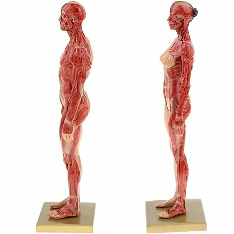 楽天市場】人体モデル 人体模型 男性 女性 11インチ 約30cm 人体筋肉