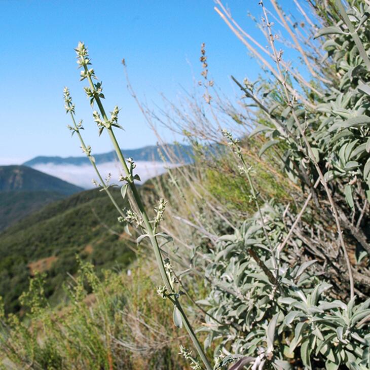 楽天市場】【送料無料】高品質【ホワイトセージ】30g【クラスター】無