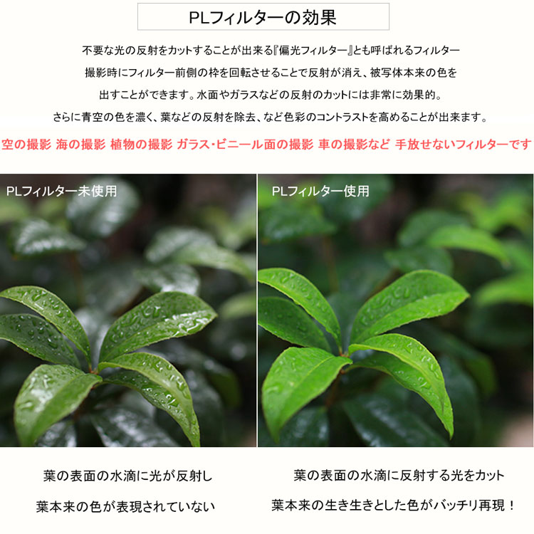 楽天市場】【桜の花がもっと綺麗に!!】【メール便 送料無料】【C-PL