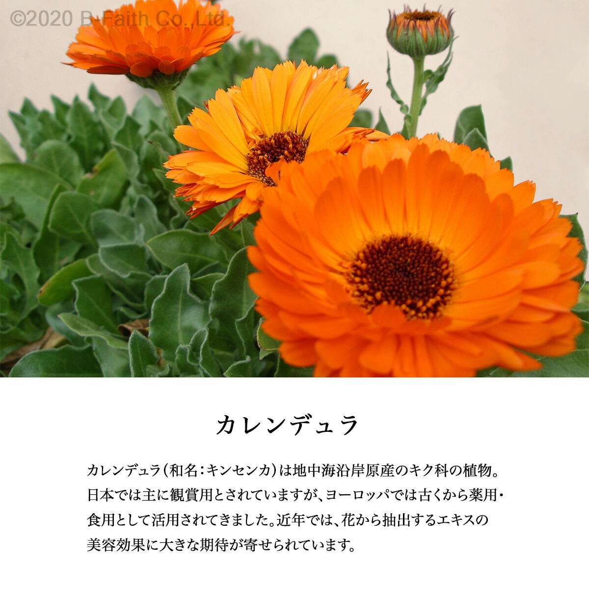 楽天市場】日本製 カレンデュラ マッサージオイル 100ml ×2本セット 無