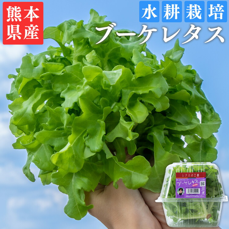 楽天市場】ブーケレタス 熊本県産 水耕栽培 選べるお届け内容量：1