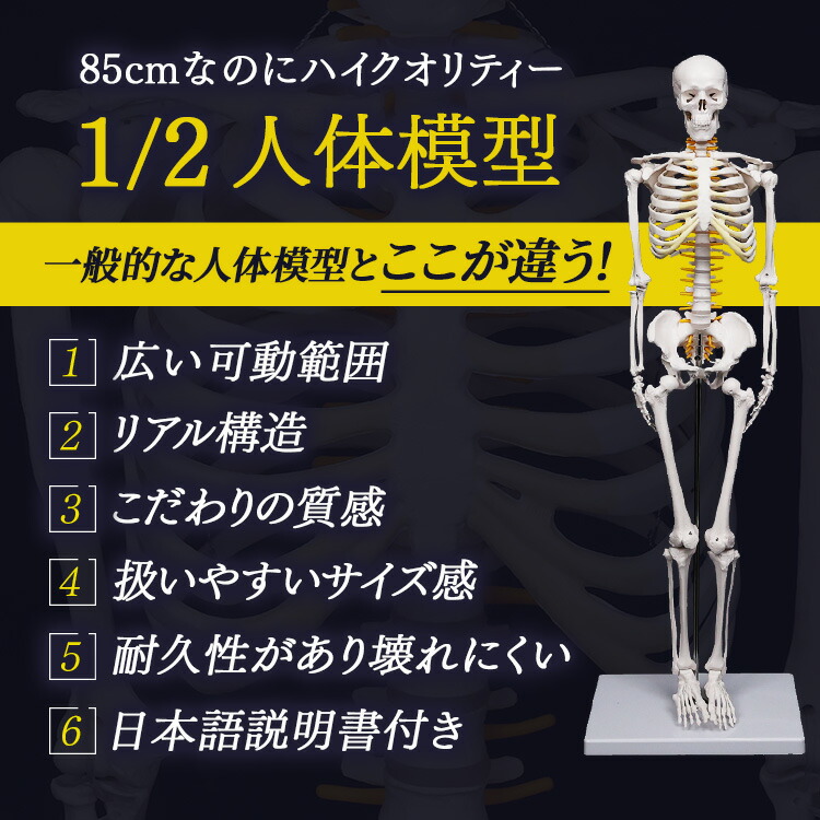 楽天市場】【1年保証】人体模型 デッサン ミニ 1/2モデル 約85cm