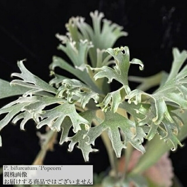 楽天市場】(現品) ビカクシダ ビフルカツム 'ポップコーン' (TC) (No