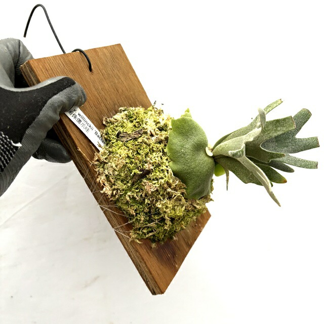 楽天市場】(現品) ビカクシダ ウィリンキー 'バクテリア' (spore) (No