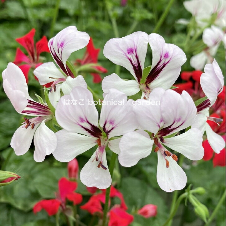 楽天市場】【ゼラニウム 苗】色が選べるアイビーゼラニウム リーチ