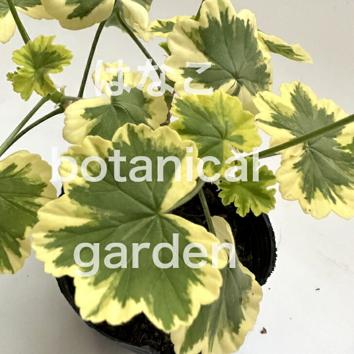 楽天市場】【ゼラニウム 苗】カラーリーフゼラニウム 千代田錦 天竺葵