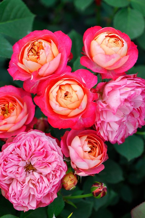 楽天市場】【冬季大苗】バラ苗 ソレイユロマンティカ 国産苗 6号鉢植え