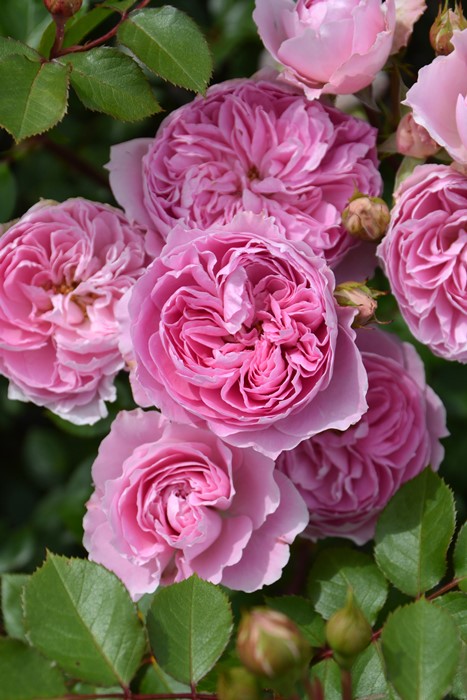 楽天市場】バラ苗【中苗】ロウラン【楼蘭】 国産苗 6号鉢植え品［農林