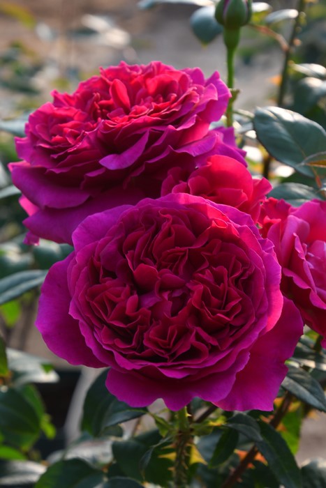 楽天市場】バラ苗【中苗】あや【彩】 国産苗 6号鉢植え品［農林水産省