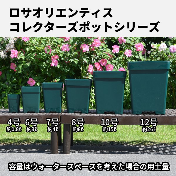 楽天市場】【8角】プレミアローズセレクション【8号角深鉢】ロサ