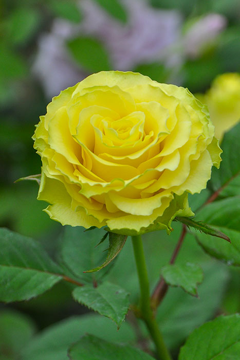 楽天市場】バラ苗【中苗】リンボ 国産苗 6号鉢植え品《J-HT25》 : バラ