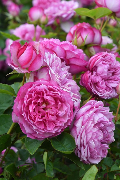 楽天市場】バラ苗【中苗】カレス 国産苗 6号鉢植え品《OS-OS2》 : バラ