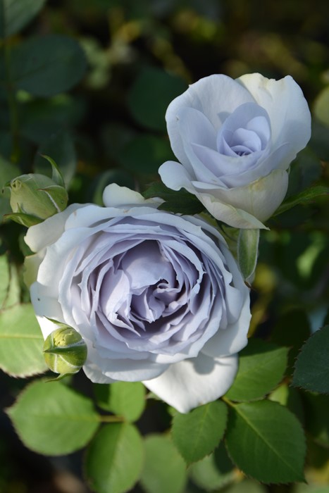 楽天市場】バラ苗【中苗】ポルトブルー 国産苗 6号鉢植え品［農林水産