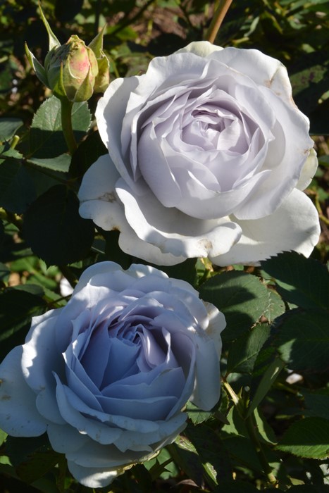 楽天市場】バラ苗【中苗】ポルトブルー 国産苗 6号鉢植え品［農林水産