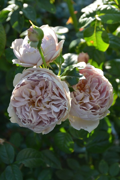 楽天市場】【冬季大苗】バラ苗 ルクソール 国産苗 6号鉢植え品［農林