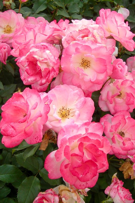 楽天市場】バラ苗【中苗】さくらがすみ【桜霞】サクラガスミ 国産苗 6