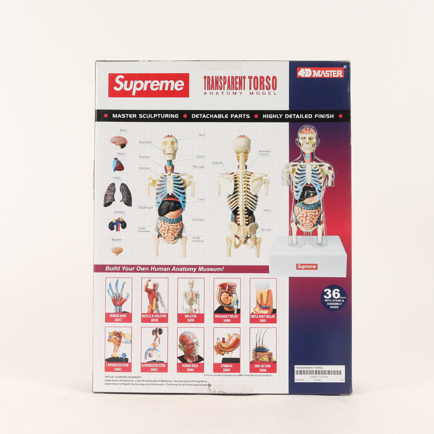 楽天市場】Supreme シュプリーム 4DMASTER 別注 クリア トルソー 人体