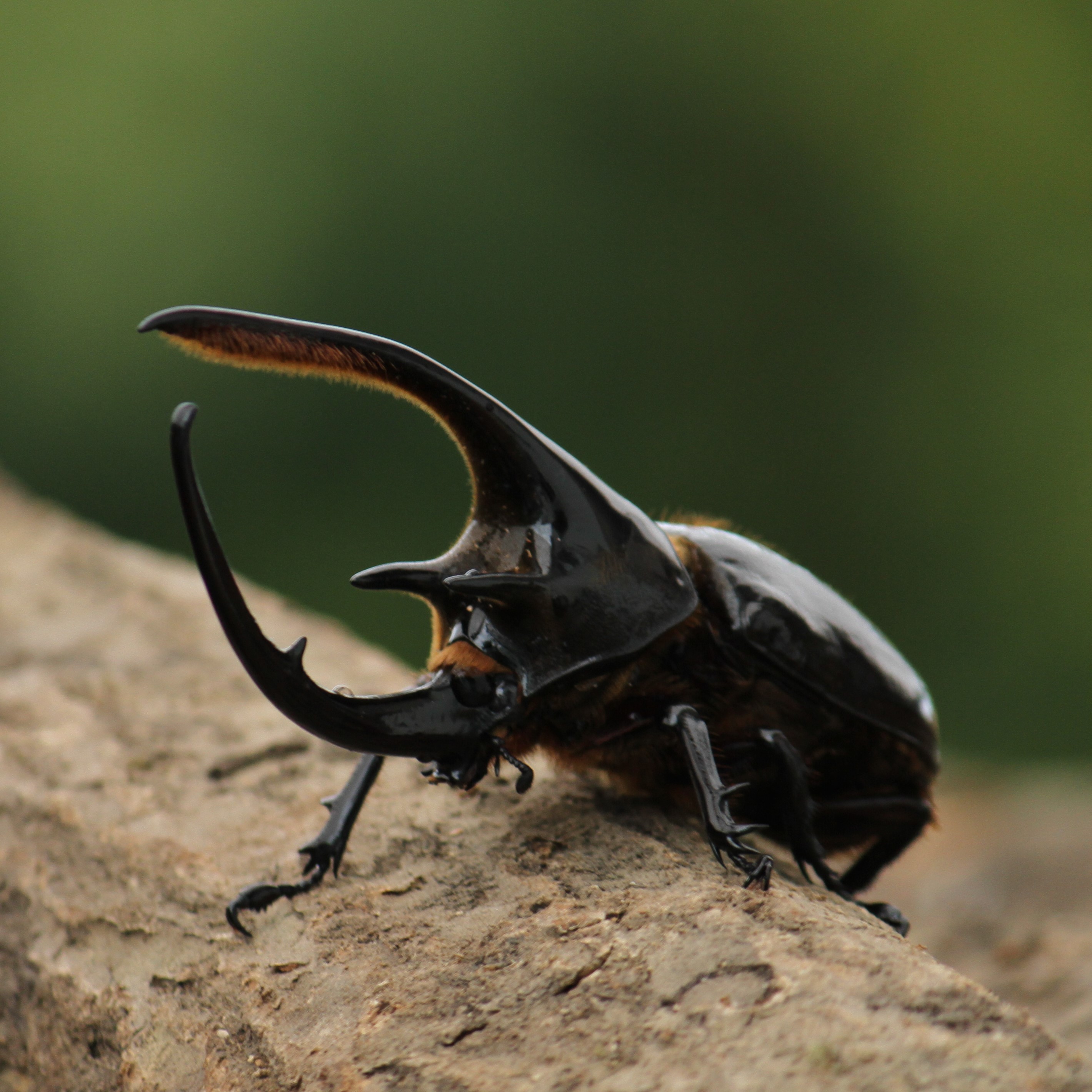 楽天市場】BIGHORN ネプチューンオオカブト成虫ペア 120ミリUP