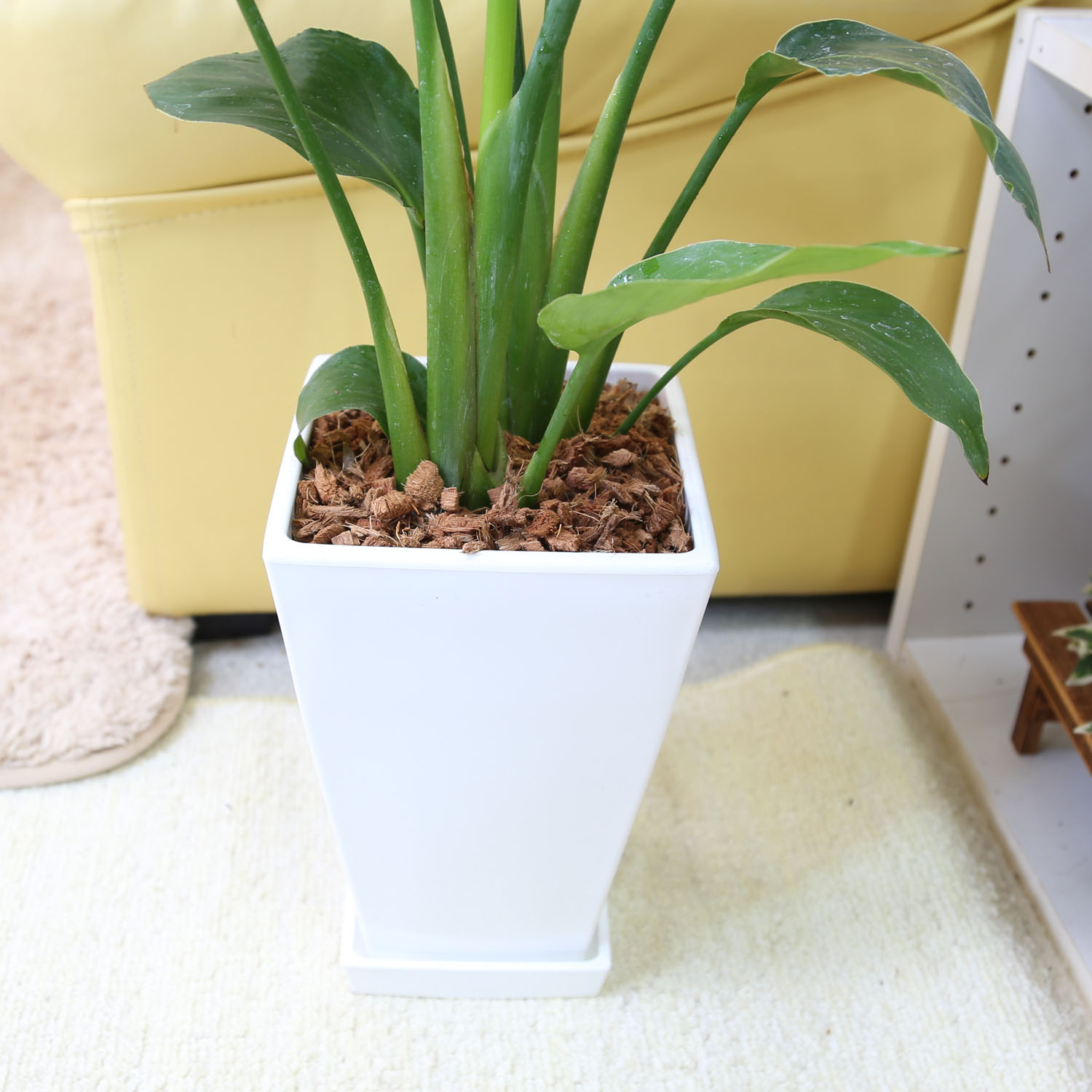 楽天市場】ストレリチア（ストレチア）・オーガスタ 7号 ホワイト