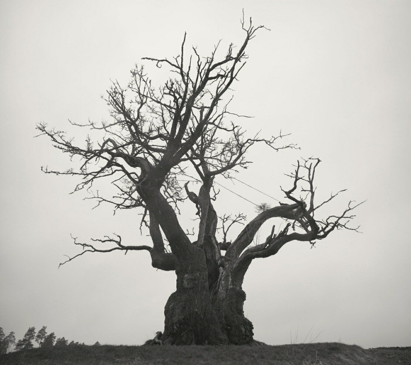 4988061867137.jpg?downsize=600:*