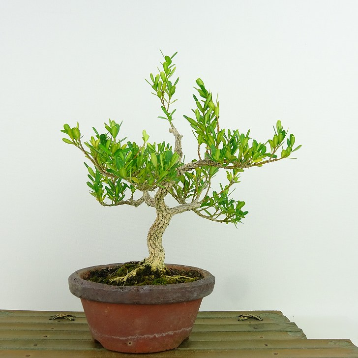 楽天市場】盆栽 台湾黄楊 樹高 約20cm たいわんつげ タイワンツゲ 柘植