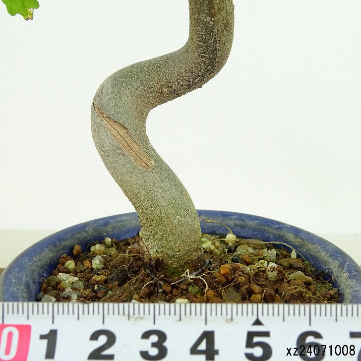 三河盆栽 カエデ 楓 関野氏作出 盆栽 根上がり 曲芸 雑木 小品 文人 葉