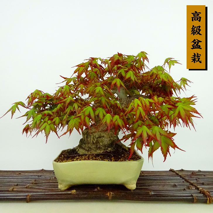 楽天市場】盆栽 紅葉 樹高 約21cm もみじ 高級盆栽 Acer palmatum