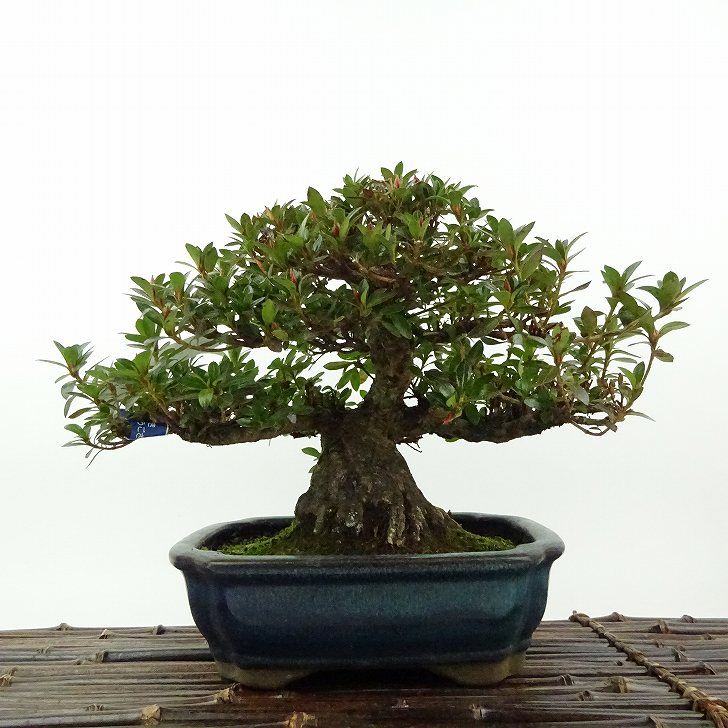 楽天市場】盆栽 皐月 珍山 樹高 約16cm さつき Rhododendron indicum