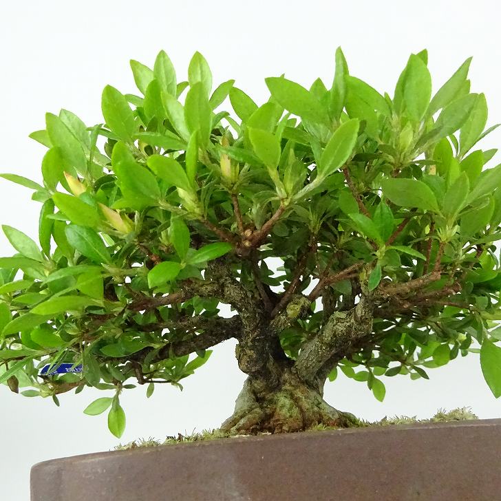 楽天市場】盆栽 皐月 光の司 樹高 約14cm さつき Rhododendron indicum