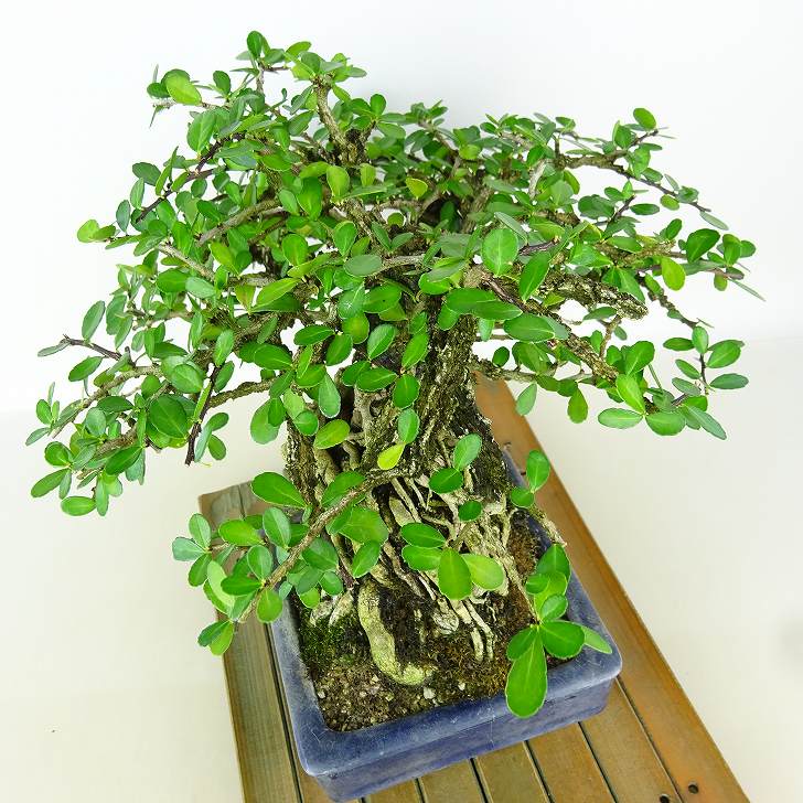 楽天市場】盆栽 針蔓柾 樹高 約17cm はりつるまさき Maytenus