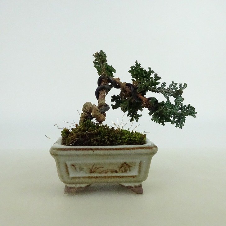 楽天市場】盆栽 桧 石化桧 ミニ盆栽 樹高 約6cm せっかひのき