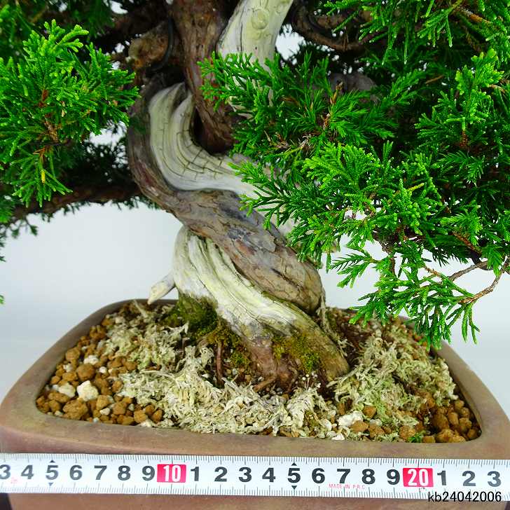 楽天市場】盆栽 真柏 樹高 約35cm しんぱく 高級盆栽 Juniperus